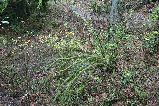 IMG 0164