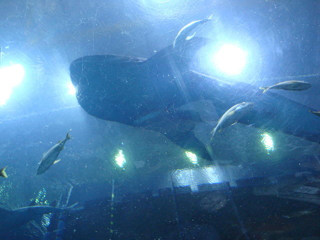 DSC01947