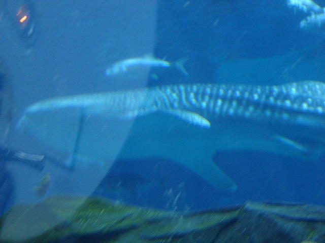 DSC01950