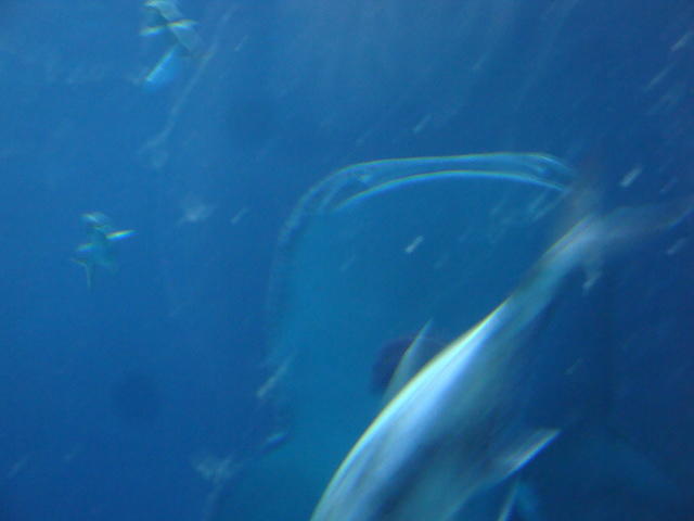 DSC01951