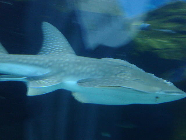DSC01960
