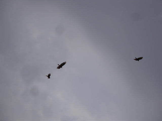 DSC02175