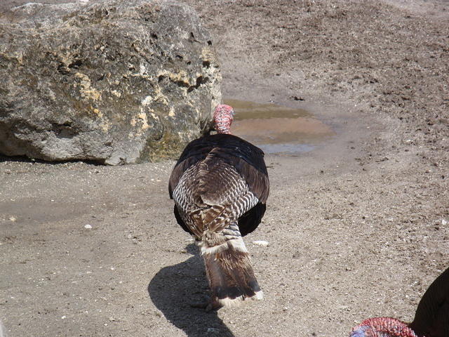 DSC02511