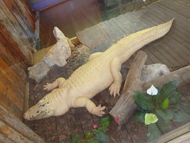 DSC02550