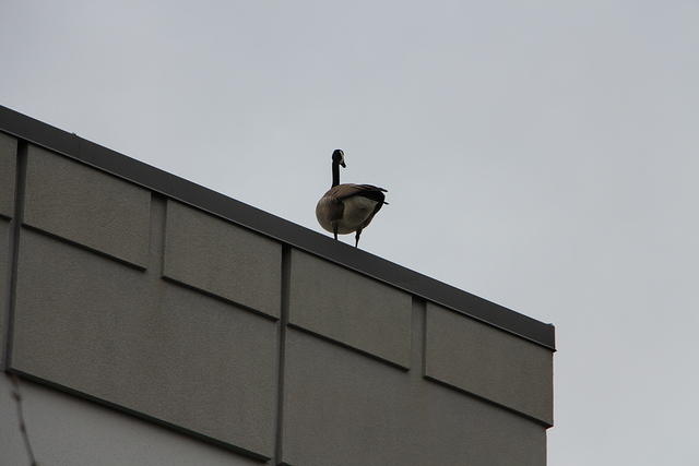IMG 0852