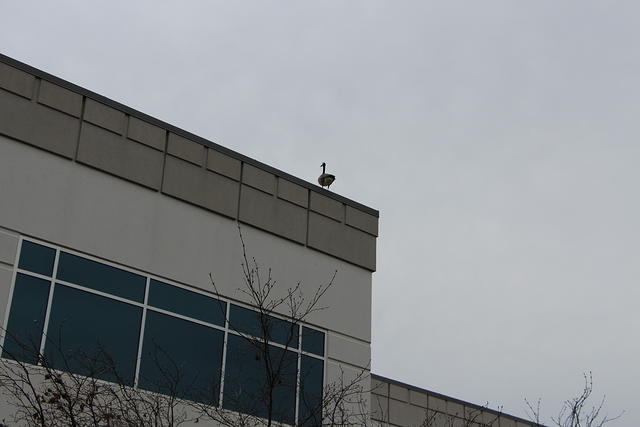 IMG 0853