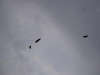 DSC02175