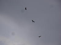 DSC02177