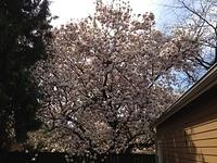 2012-04-14 Kathys Backyard