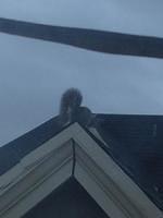 2012-12-02 Squirrel on Brians Roof