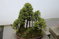 IMG 0608