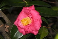 IMG 0621