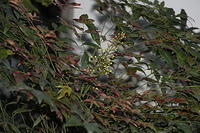 IMG 0679