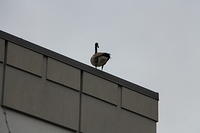 2013-03-14 Birds on Building