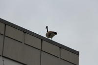 IMG 0856