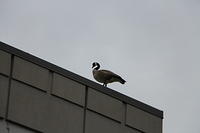 IMG 0858
