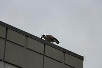 IMG 0859