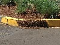 2013-04-23 Bee Swarm