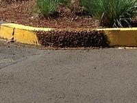 IMG 1302