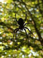 2013-10-14 My Spider Buddy