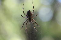 2013-10-18 My Spider Buddy