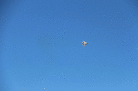 IMG 2228-MOTION