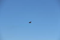 IMG 2254