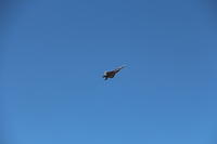 IMG 2261