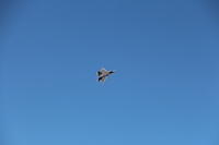 IMG 2266