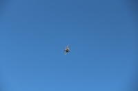 IMG 2271